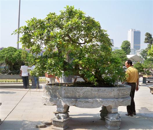 Cây lộc vừng được làm cảnh 